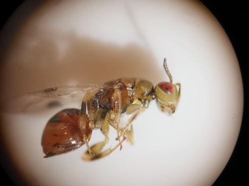 Sycophila mellea